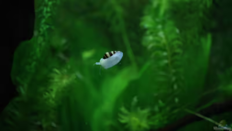 Raubturmdeckelschnecke von Manuela (5)