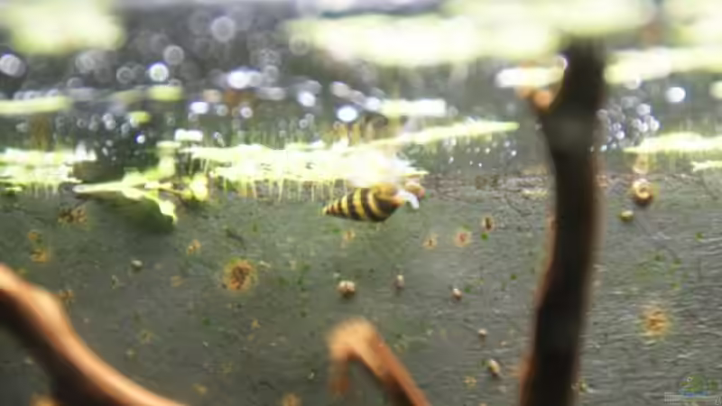 Raubturmdeckelschnecke von Paul123 (7)