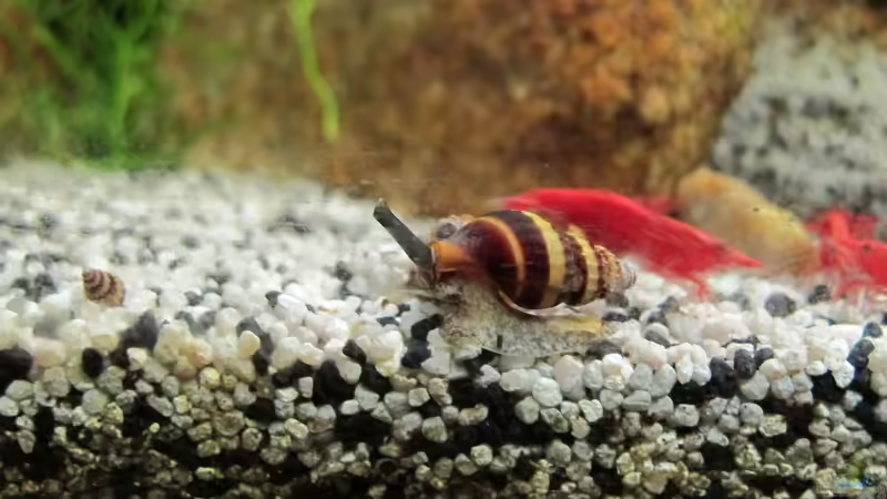 Raubturmdeckelschnecke von Sarah (23)