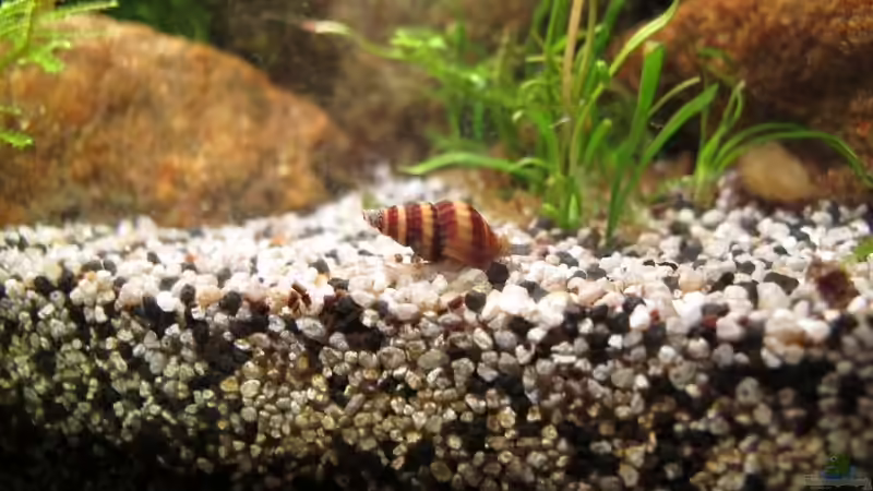 Raubturmdeckelschnecke von Sarah (44)