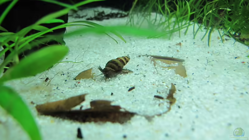 Raubturmdeckelschnecke von Sarah (69)