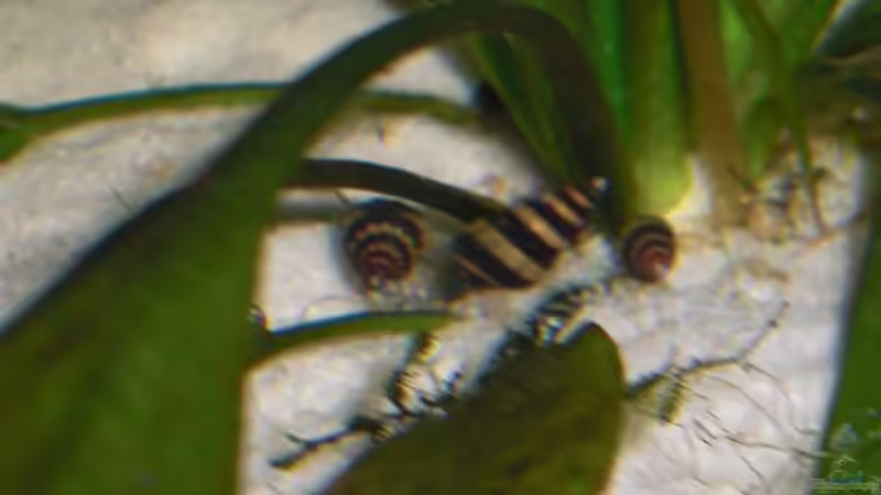 Clea helena im Aquarium halten (Einrichtungsbeispiele mit Raubturmdeckelschnecke)