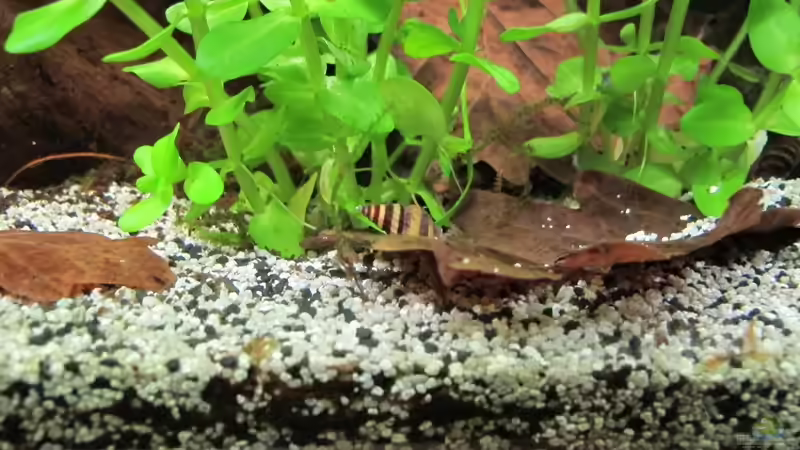 Clea helena im Aquarium halten (Einrichtungsbeispiele mit Raubturmdeckelschnecke)