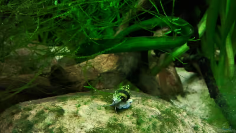 Raubturmschnecke von *fly_high* (17)