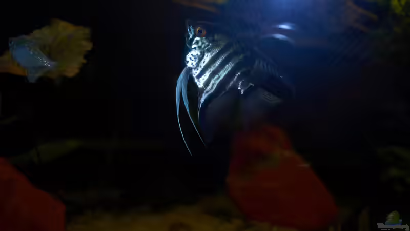 Rauchskalar von Enrico Friedrich (20)