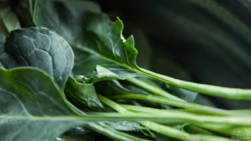 Rauke oder Rucola? Alles, was du über das beliebte Würzkraut wissen musst