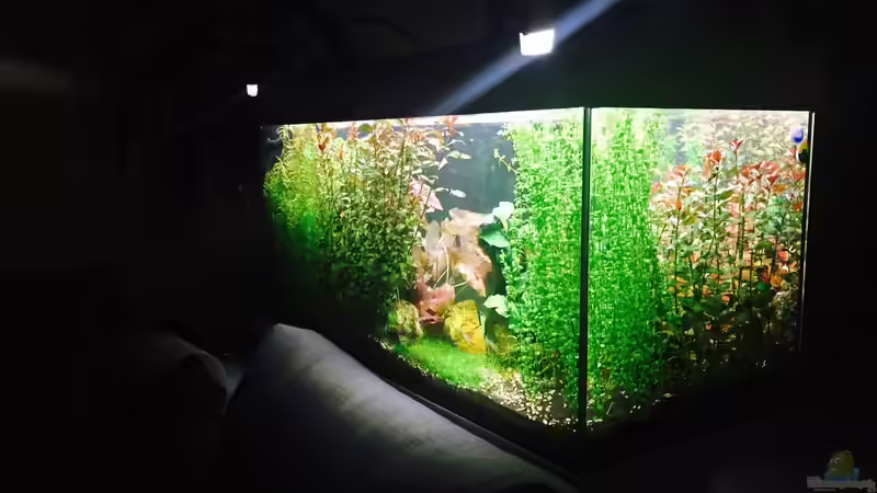 Raumansicht hinten von Cookiemonster (13)