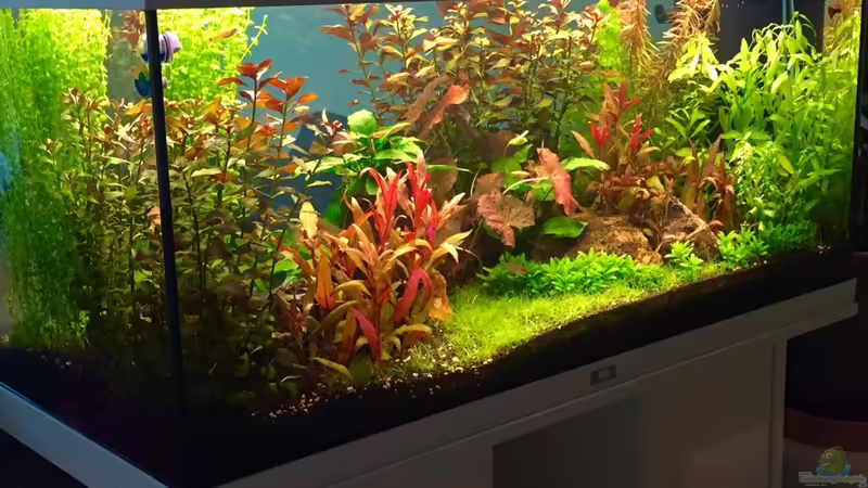 Raumansicht von Cookiemonster (11)