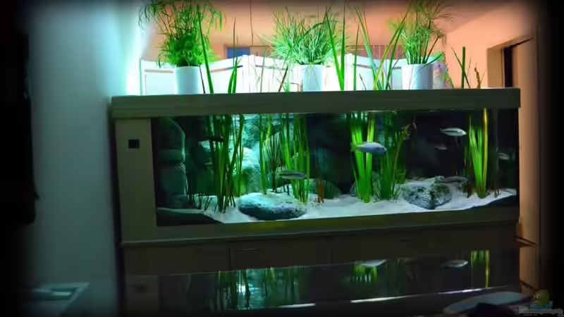 Raumteiler-Becken - einseitig einsehbar (29.07.2012) von Der Schweizer (3)