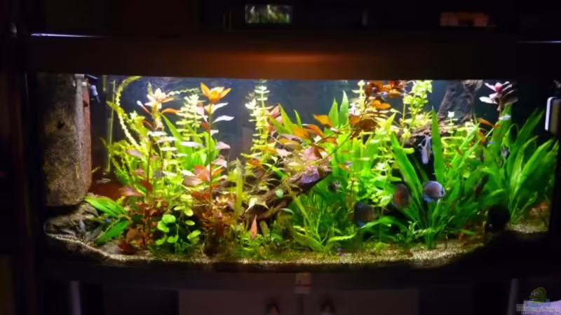 Raumteilerbecken mit Blick aus der Küche von dirkvader71 (2)