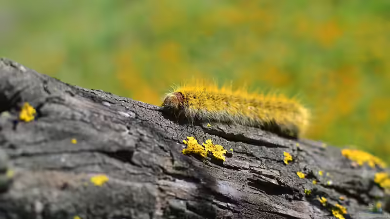 Raupen im Garten - Vielfalt zwischen Blattgrün und Blüten