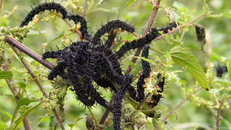 Raupen im Garten - Vielfalt zwischen Blattgrün und Blüten