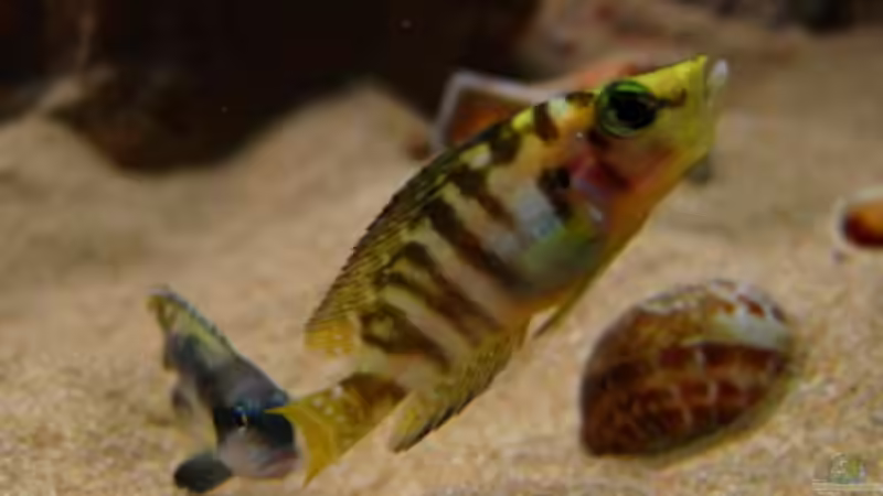 Raus aus meinem Revier von Malawigo (54)