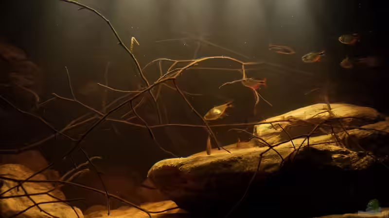 Rautenfleck Salmler von Laura (60)