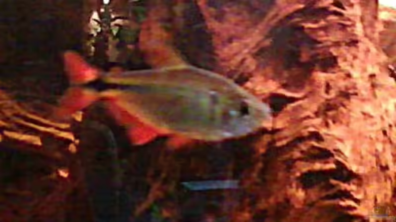 Rautenfleckensalmler von holzmichel (14)