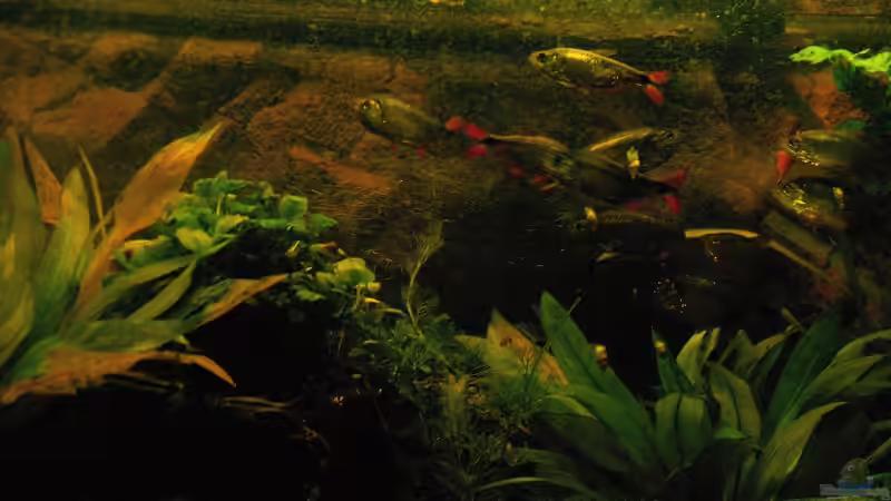 Aquarien mit Hyphessobrycon anisitsi (Rautenflecksalmler)