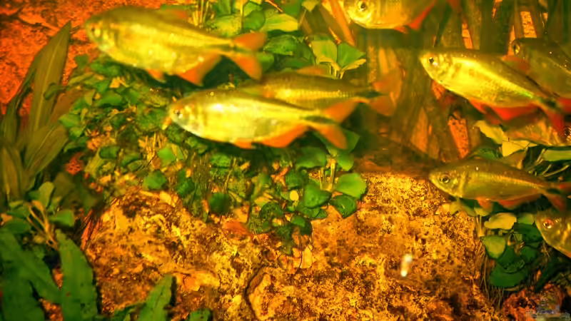 Aquarien mit Hyphessobrycon anisitsi (Rautenflecksalmler)