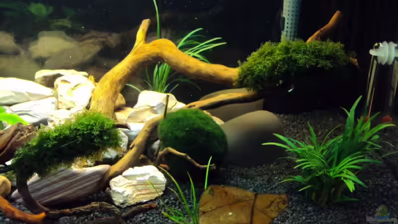 re. AQ-Hälfte von Fabian Kühn (5)