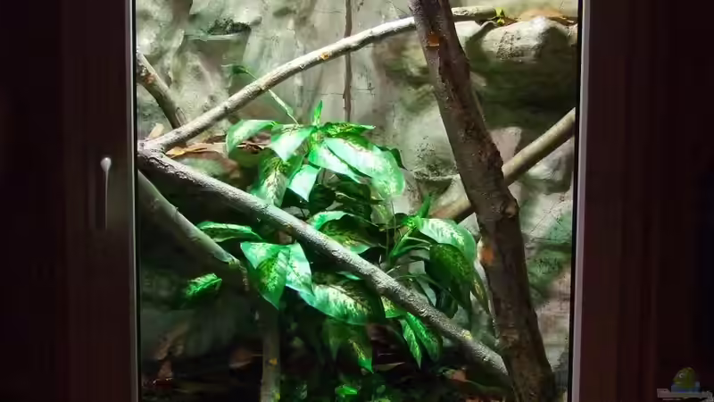 Ready to go! von Betta Chris (18)