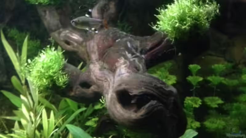 Rebholz als ´Baum´ mit Teichlebermoos.. =) von Tarmina (14)