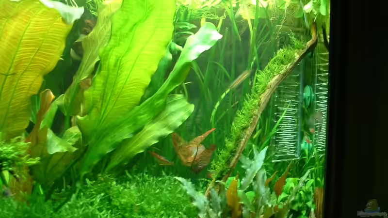 Reche Seite August 2010 von Herzilein (6)