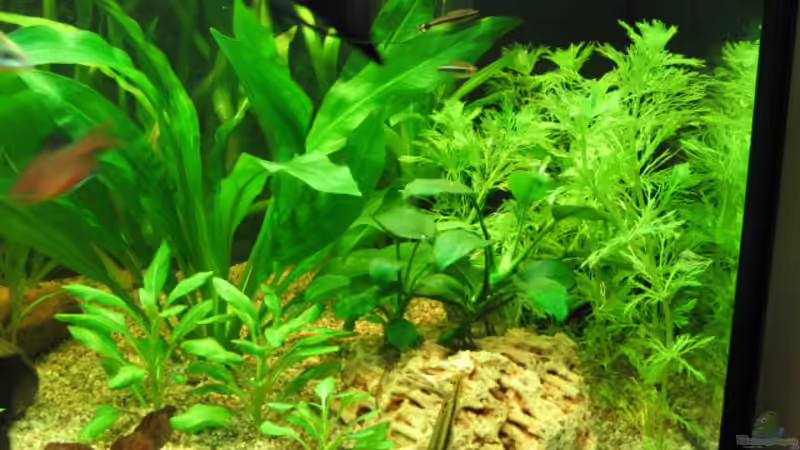 Recht Beckenseit von Eike-Helgo Zillmer (3)