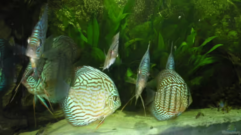 Recht kann man die SMBB erkennen und auf dem Boden dei Panzerwelse von Robin Bucksch (8)