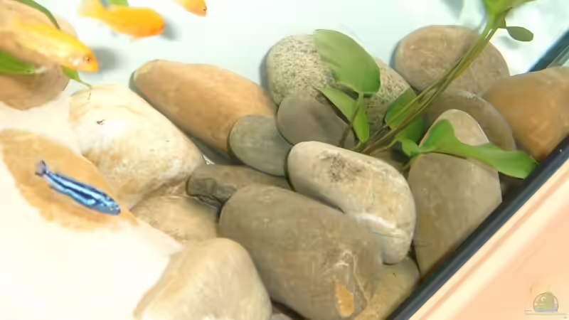 Recht Seite von Kleene69 (12)