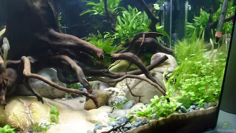 rechte Ansicht am 30.1.2015 von Grünhexe (4)