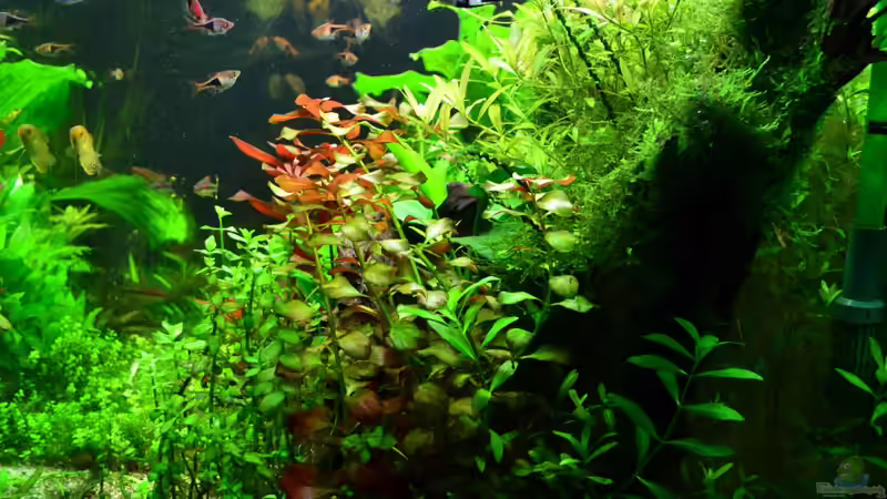 Rechte.Ansicht_Dez.2013 von Daniela (2)