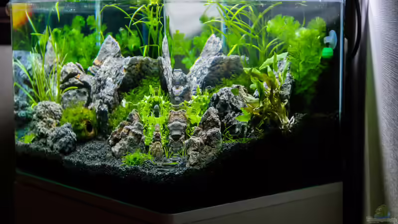 Rechte Ansicht von DatNicky (4)