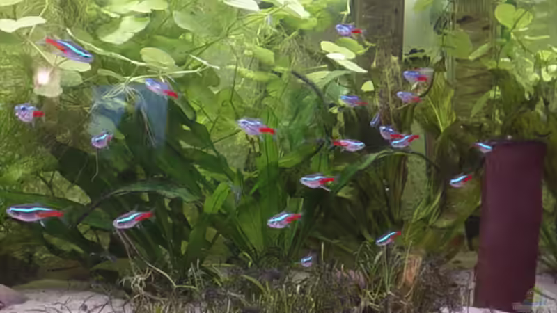 Rechte AQ-Hälfte - Lilaeopsis brasiliensis im Vordergrund von Marko Lütgens (12)