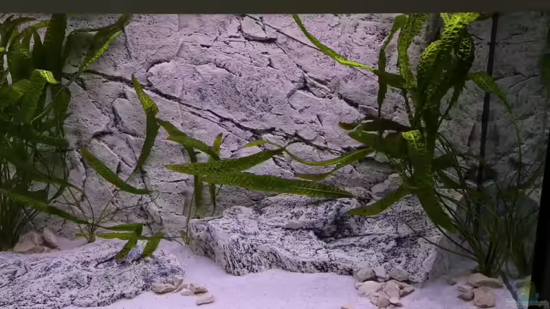 Rechte Aquarienhälfte 28.06.2013 von NicoD (9)