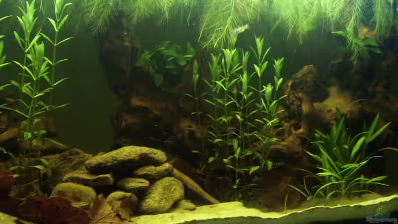 Rechte Aquarienseite von fnordix (3)