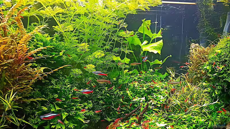 Rechte Becken Hälfte neu Eingerichtet. 25.01.2025 von odin 68 (28)