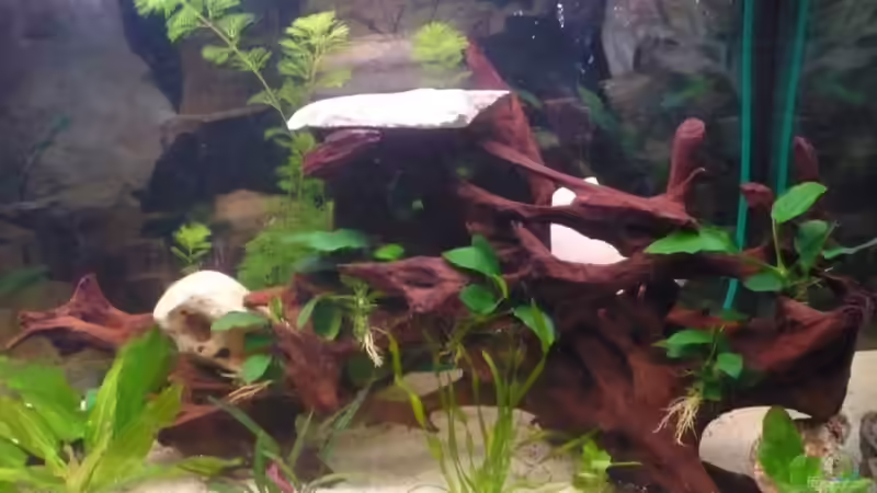 Rechte Becken Seite von Andiman (3)