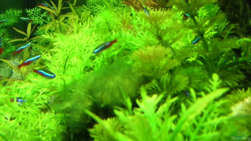 rechte Beckenansicht /2013/ von Nico (2)