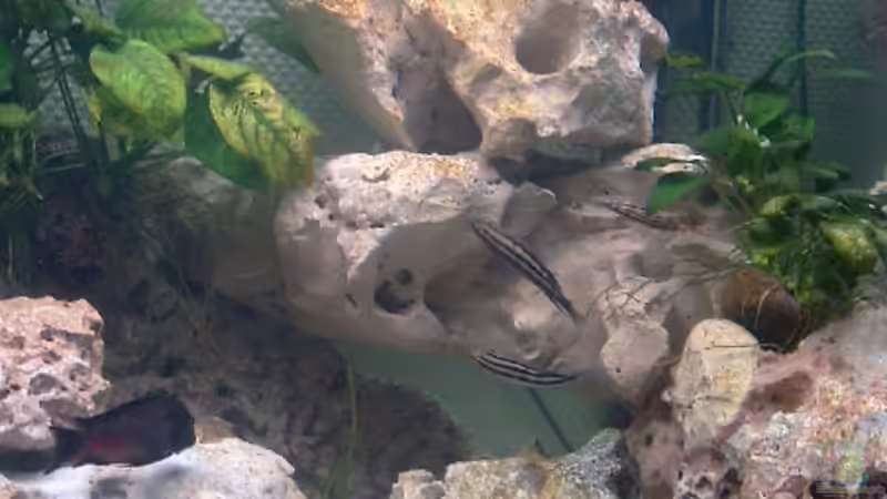 rechte Beckenecke von Aqua92 (9)