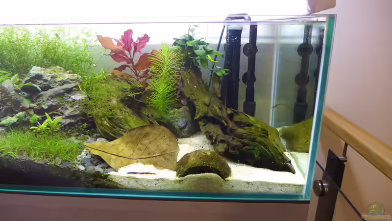 rechte Beckenhälfte - mit Einblick in die Kokosnussschale in der das Apistogramma von Dreadnought (5)