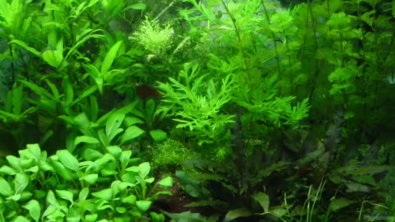rechte Beckenhälfte: Lobelia cardinalis, Sumatrafarn, Cryptocoryne wendtii, Echinodorus von nightdiver (5)