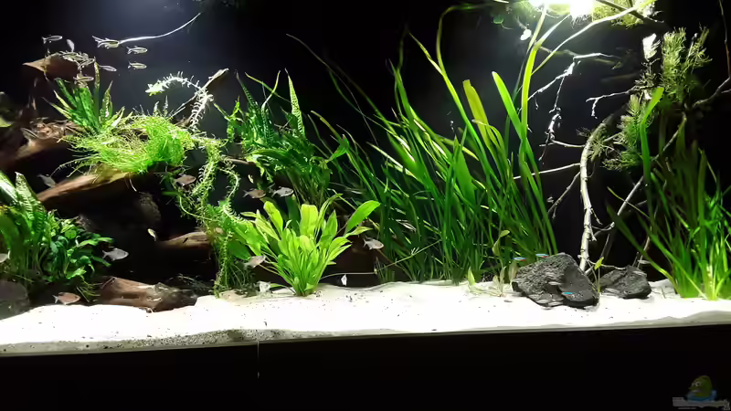 Rechte Beckenhälfte 01.05.18 von Tim E. (9)