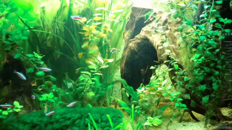 rechte Beckenhälfte 13.03.2011 von Sirko Fricke (36)