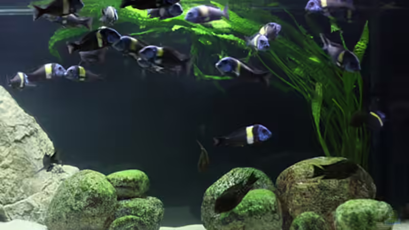 Hammerschlag-Wasserkelch im Aquarium pflegen (Einrichtungsbeispiele für Cryptocoryne aponogetifolia)