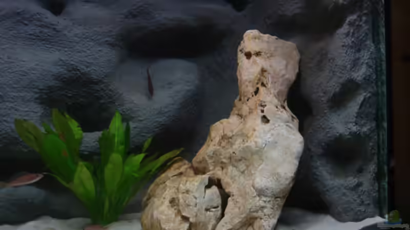 rechte Beckenhälfte mit Echinodorus von Jan Scherrle (6)