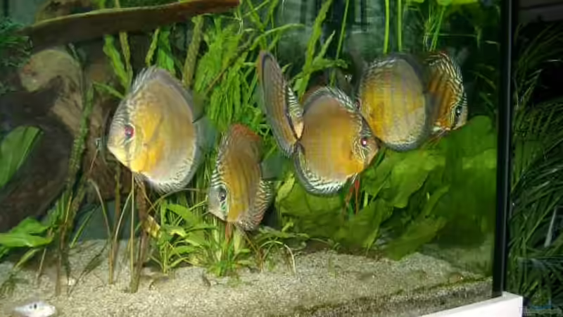 Rechte Beckenhälfte mit Hauptakteuren von Crenii (2)