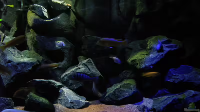 Rechte Beckenhälfte mit neuem Bodengrund von bossie1704 (37)