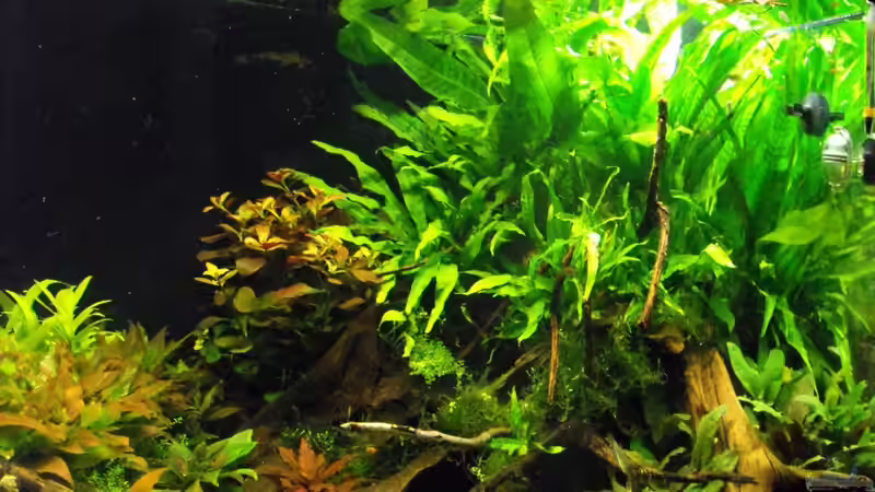 Rechte Beckenhälfte von -serok- (5)