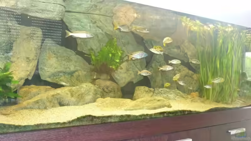 Rechte Beckenhälfte von Crenii (6)