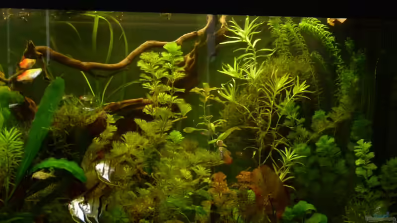 rechte Beckenhälfte von erma (11)