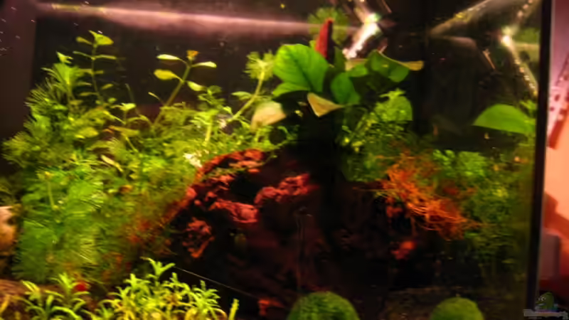 Rechte Beckenhälfte von Klaus Bachmann (3)